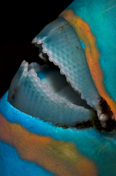 Parrotfish Mouth :: Maldives