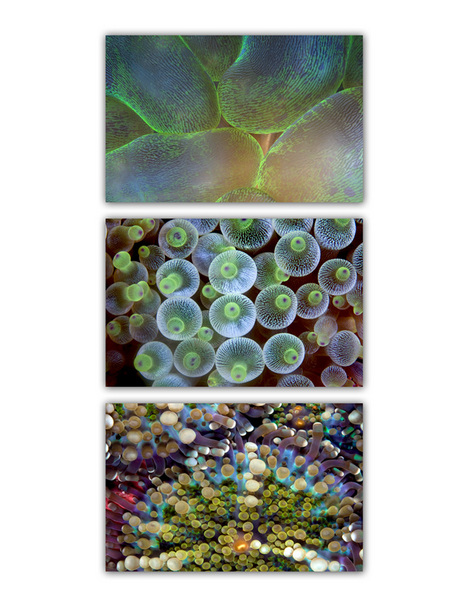 ABSTRACT SEA :: GREEN 
bubble coral . anemone . carpet anemone