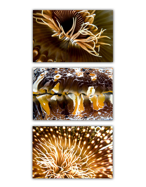 ABSTRACT SEA :: BROWN
anemone . clam . anemone 