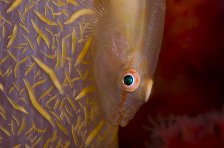 Soft Coral Goby :: Anilao . Philippines