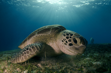 Green Sea Turtle :: Palawan Islands . Philippines
