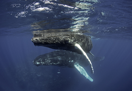 Humpback Whale :: Silver Bank . Dominican Republic