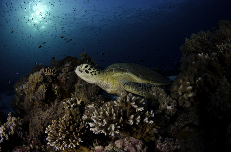 Green Sea Turtle :: Tubbataha Atoll . Philippines