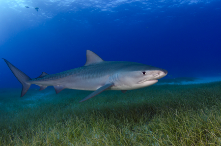 Tiger Shark : Bahamas