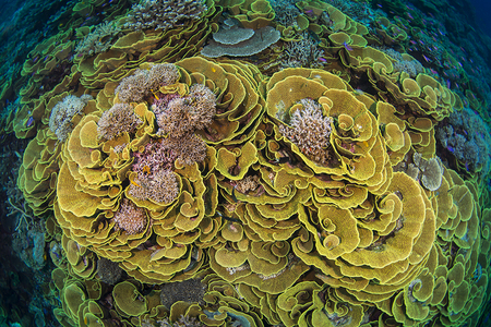 Coral Reef : Tufi . Papua New Guinea