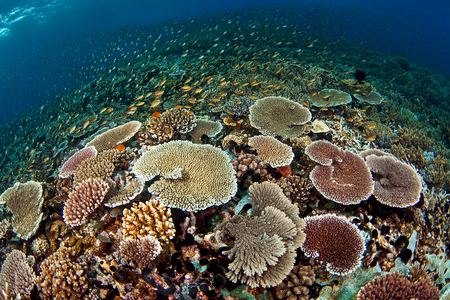Coral Reef : Milne Bay . Papua New Guinea