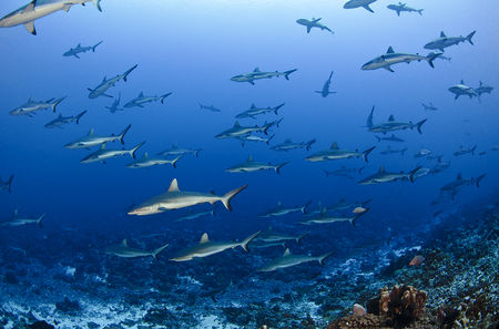 Schooling Grey Reef Sharks : Fakarava . French Polynesia