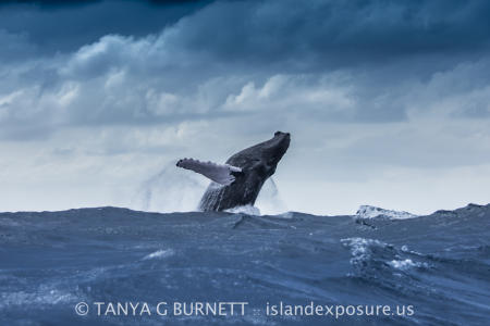 Humpback Whale Breach : Dominican Republic