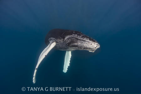 Humpback Whale Calf : Dominican Republic