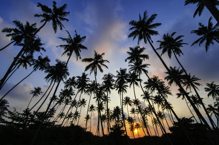 Cocos at Sunset :: Sri Lanka