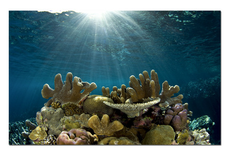Morning Reef :: Russel Islands . Solomons