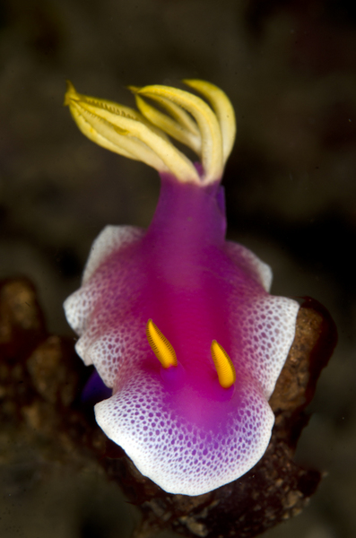 Bullocki Nudibranch :: Lembeh . Indonesia