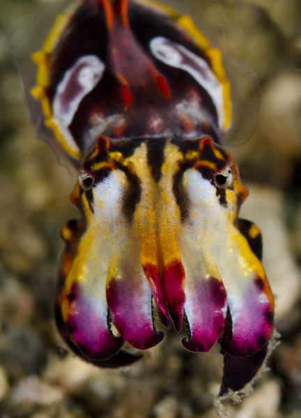 Flamboyant Cuttlefish :: Lembeh Strait . Indonesia