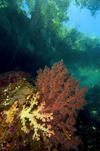 Triton Bay :: Papua