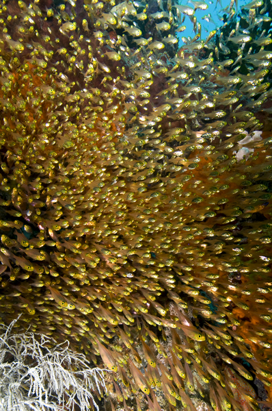 Golden Sweepers :: Komodo . Indonesia