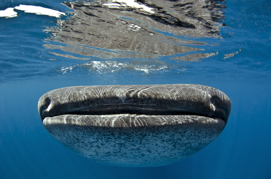 Whaleshark  :: Isl Mujeres . Mexico