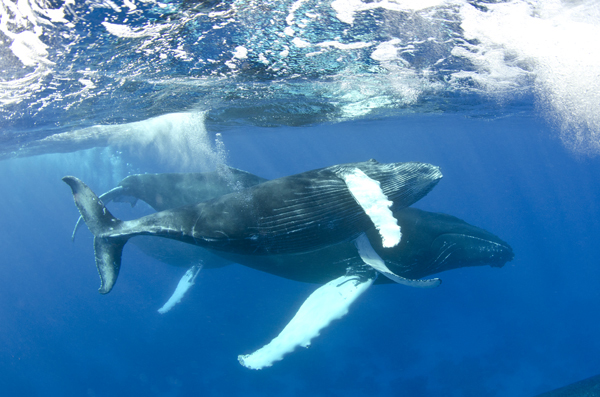 Humpback Whale Mother and Calf : Silver Bank . Dominican Republic
