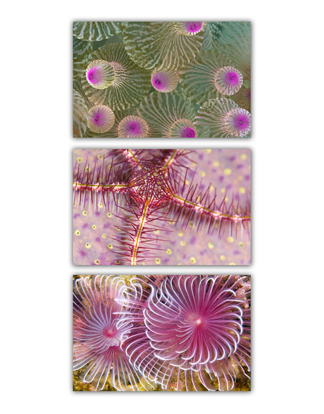 ABSTRACT SEA :: PINK 
anemone . starfish . tube worm