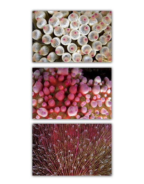 ABSTRACT SEA :: HOT PINK 
anemone . starfish . coral