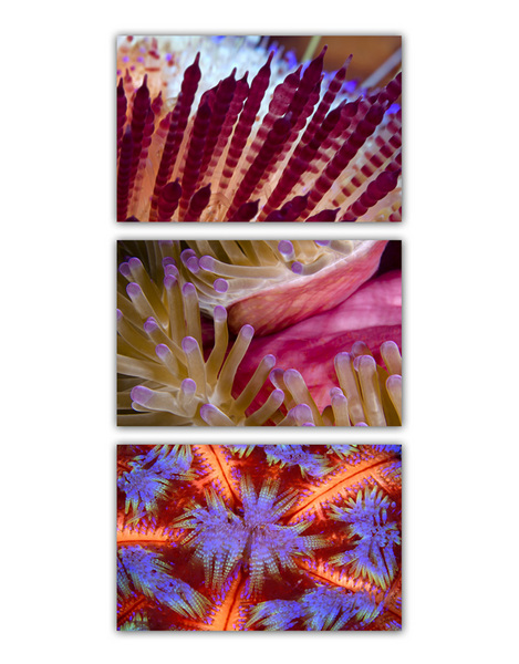 ABSTRACT SEA :: FUCSHIA
fire urchin . anemone . fire urchin 