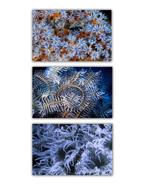 ABSTRACT SEA :: BLUE 
soft coral polyps . crinoid . hard coral polyps