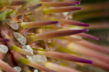 Urchin Spines :: Blue Heron Bridge . Palm Beach