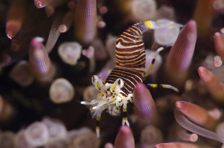 Bumble Bee Shrimp :: Blue Heron Bridge . Palm Beach