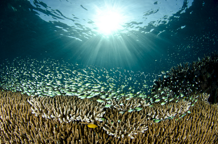 Coral and Blue Chromis :: Komodo . indonesia