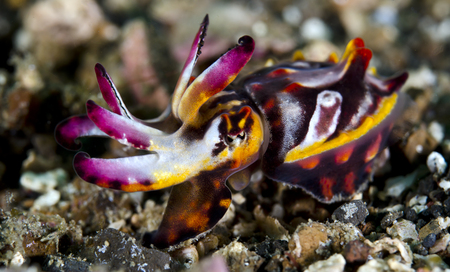 Flamboyant Cuttlefish :: Lembeh Strait . Indonesia