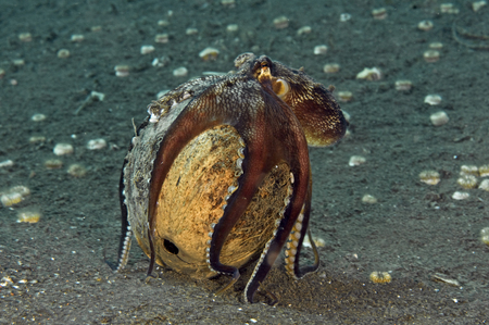 Coconut Octopus :: North Bali . Indonesia