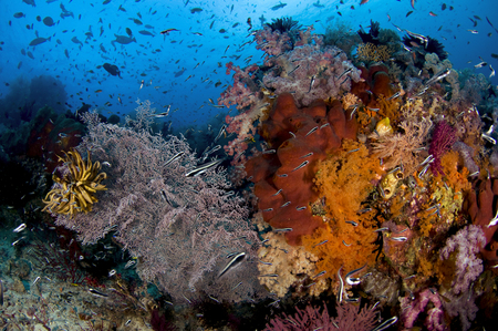 Reef Scenic :: Boo . Raja Ampat . Indonesia