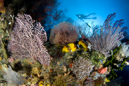 Andiamo :: Daram . Raja Ampat . Indonesia