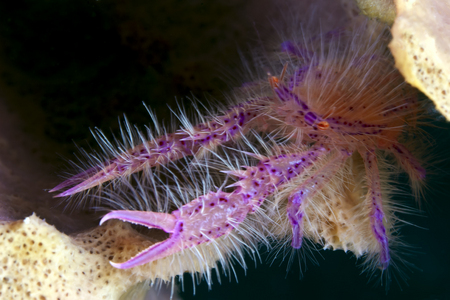 Hairy Squat Lobster :: Anilao . Philippines