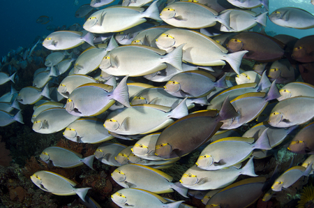 Schooling Surgeonfish :: Raja Ampat . indonesia