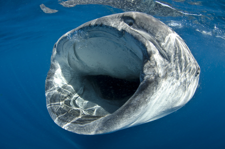 Whaleshark  :: Isl Mujeres . Mexico