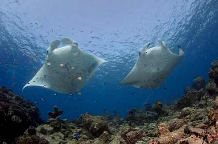 Manta Rays :: Hanifaru . Maldives