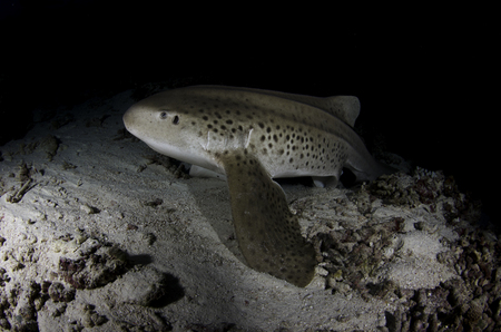 Leopard Shark :: Maldives