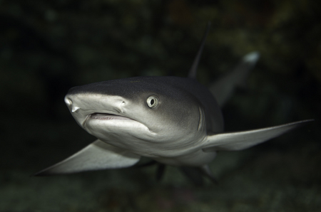 Whitetip Shark :: Malapascua . Philippines