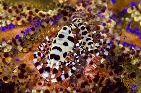 Coleman Shrimp :: Anilao . Philippines