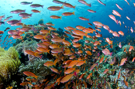 Schooling Anthias :: Anilao . Philippines