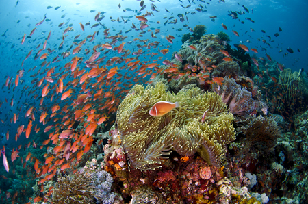 Schooling Anthias :: Anilao . Philippines