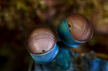 Peacock Mantis Eyes :: Anilao . Philippines