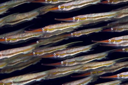 Schooling Shrimpfish :: Anilao . Philippines