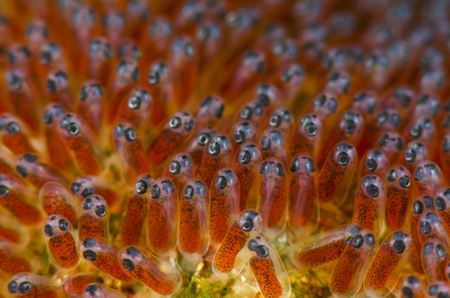 Anemonefish Eggs :: Anilao . Philippines