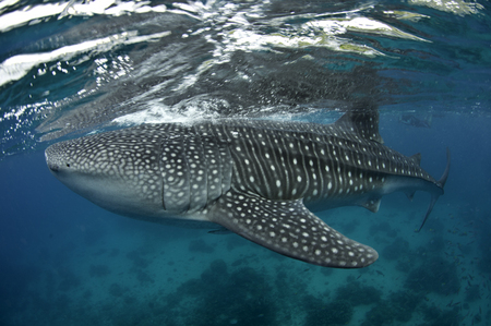 Whaleshark :: Oslob . Cebu . Philippines