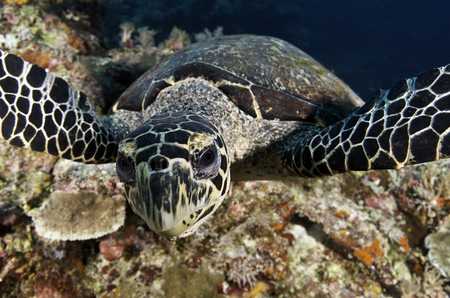 Hawksbill Sea Turtle :: Tubbataha Atoll . Philippines
