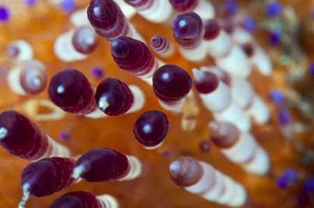 Fire Urchin Spines :: Anilao . Philippines