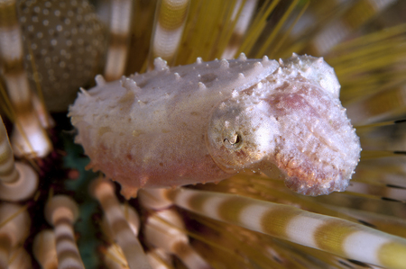 Pygmy Cuttlefish :: Anilao . Philippines