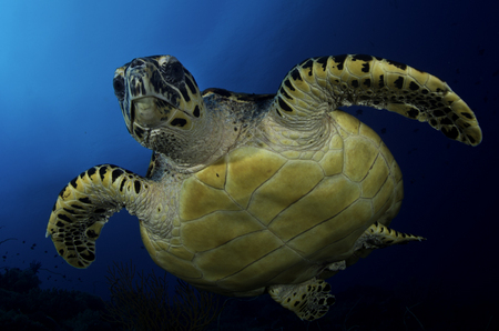 Hawksbill Sea Turtle :: Tubbataha Atoll . Philippines