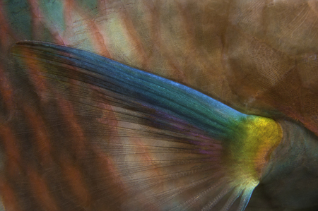 Parrotfish Fin :: Raja Ampat . Indonesia